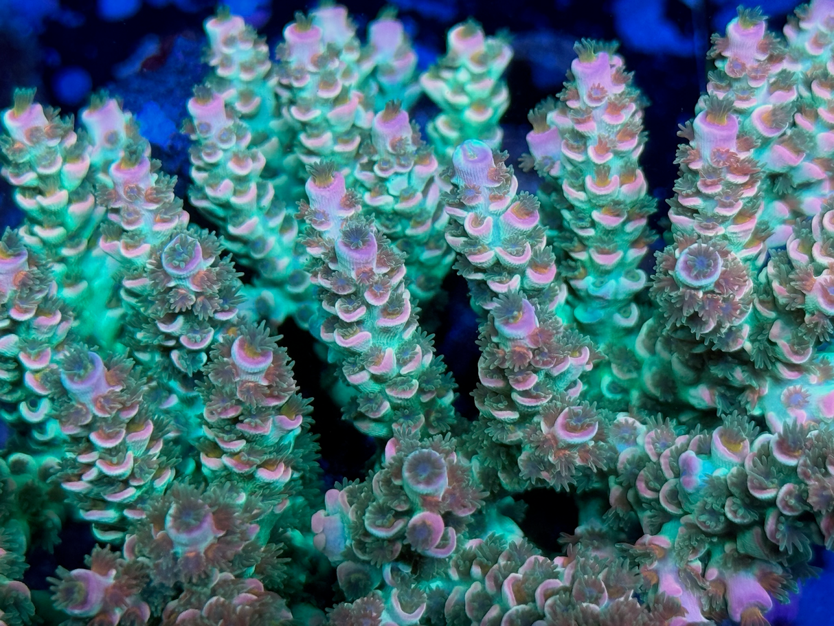 Custom Trace System, a Personalized Supplement for Reef Aquariums created from ICP Test Results