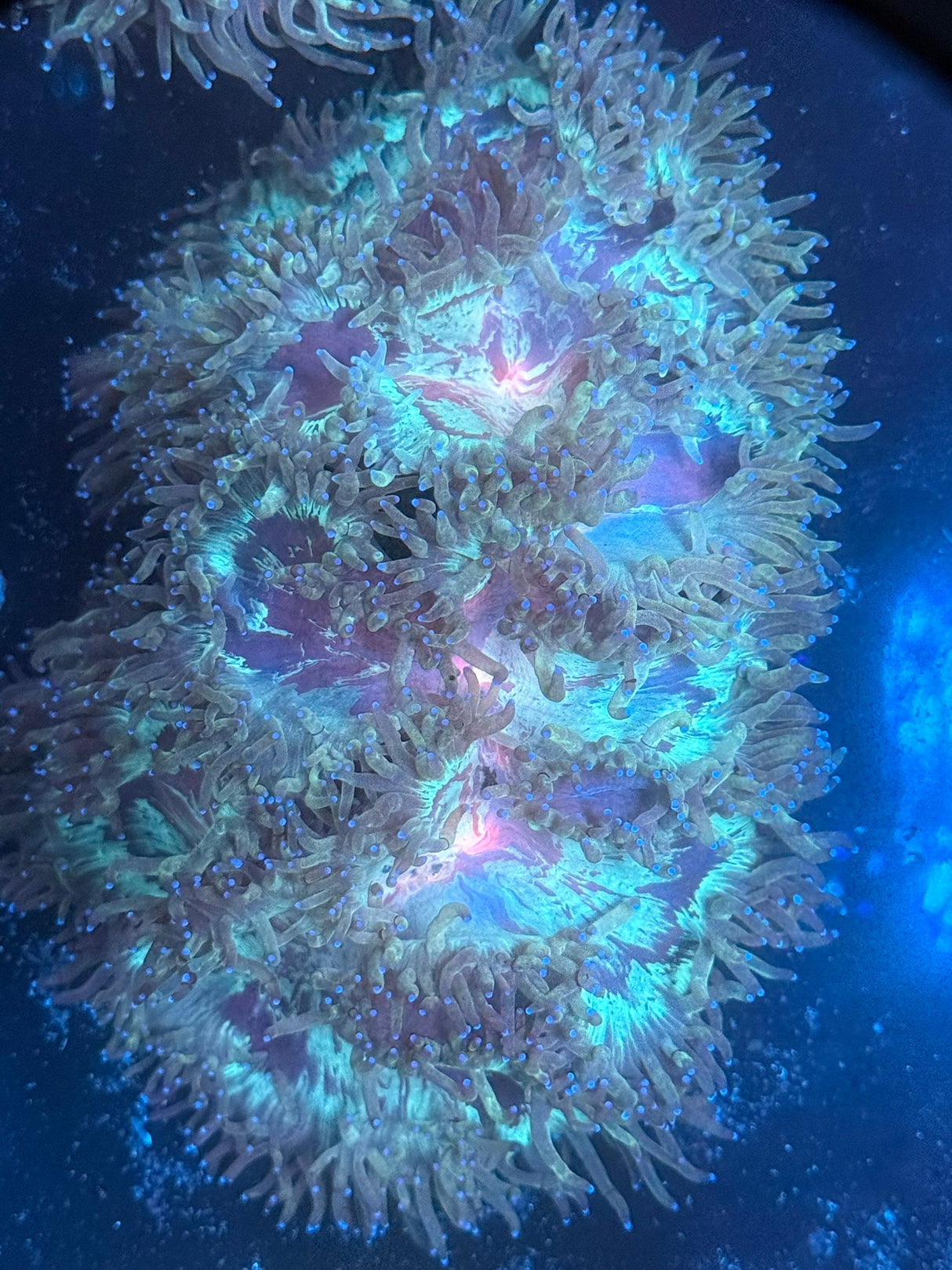 WYSIWYG Elegance coral