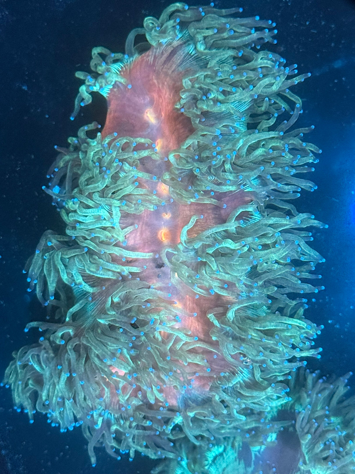 WYSIWYG Elegance Coral