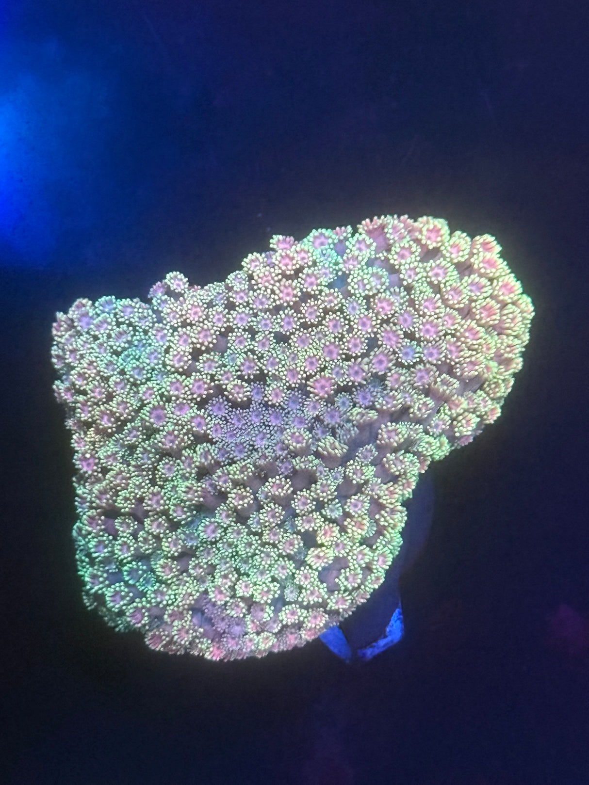 WYSIWYG Rainbow Gonipora