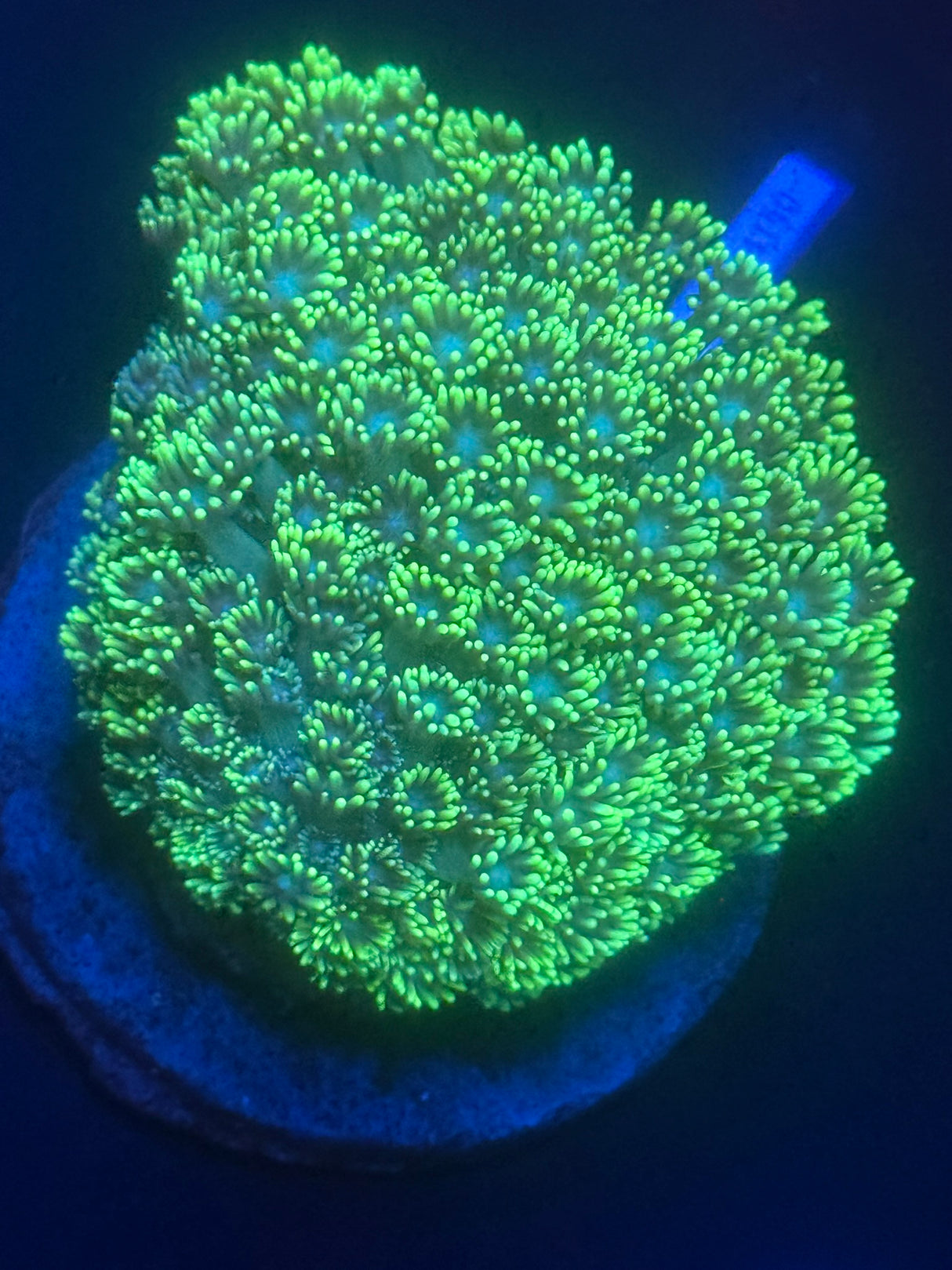 WYSIWYG Gonipora