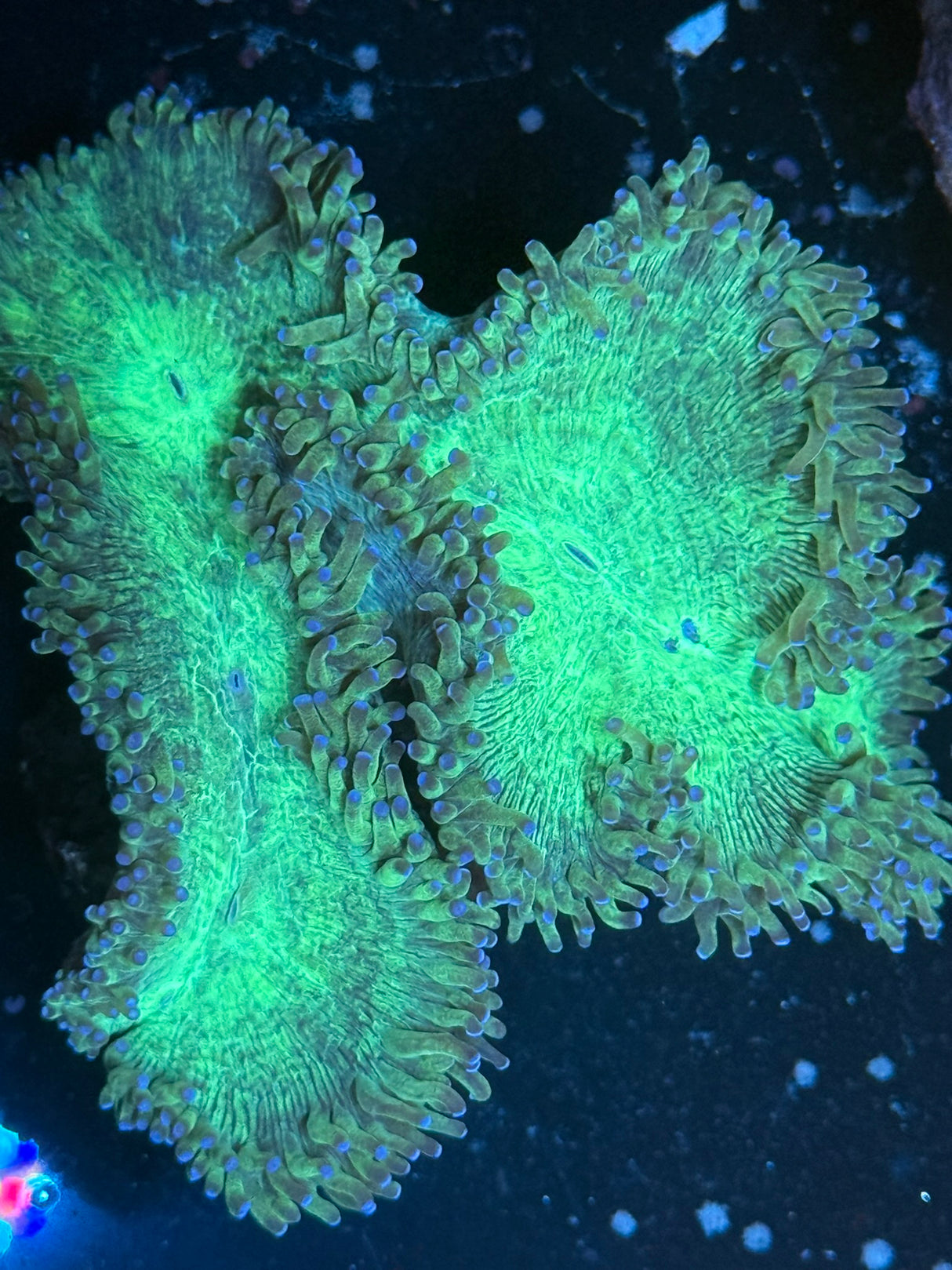WYSIWYG Elegance Coral