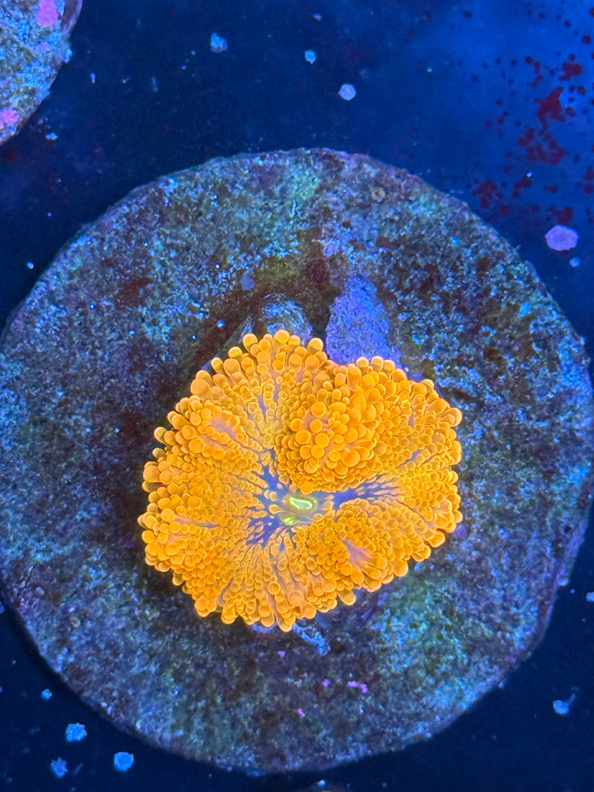 WYSIWYG orange yuma mushroom