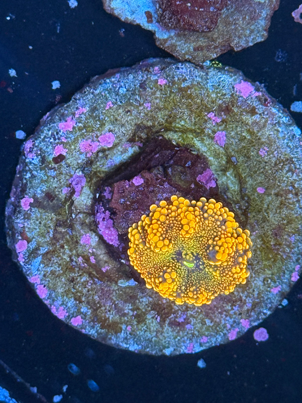 WYSIWYG orange yuma mushroom