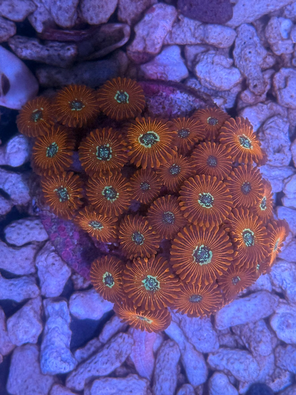 Magician zoa colonies