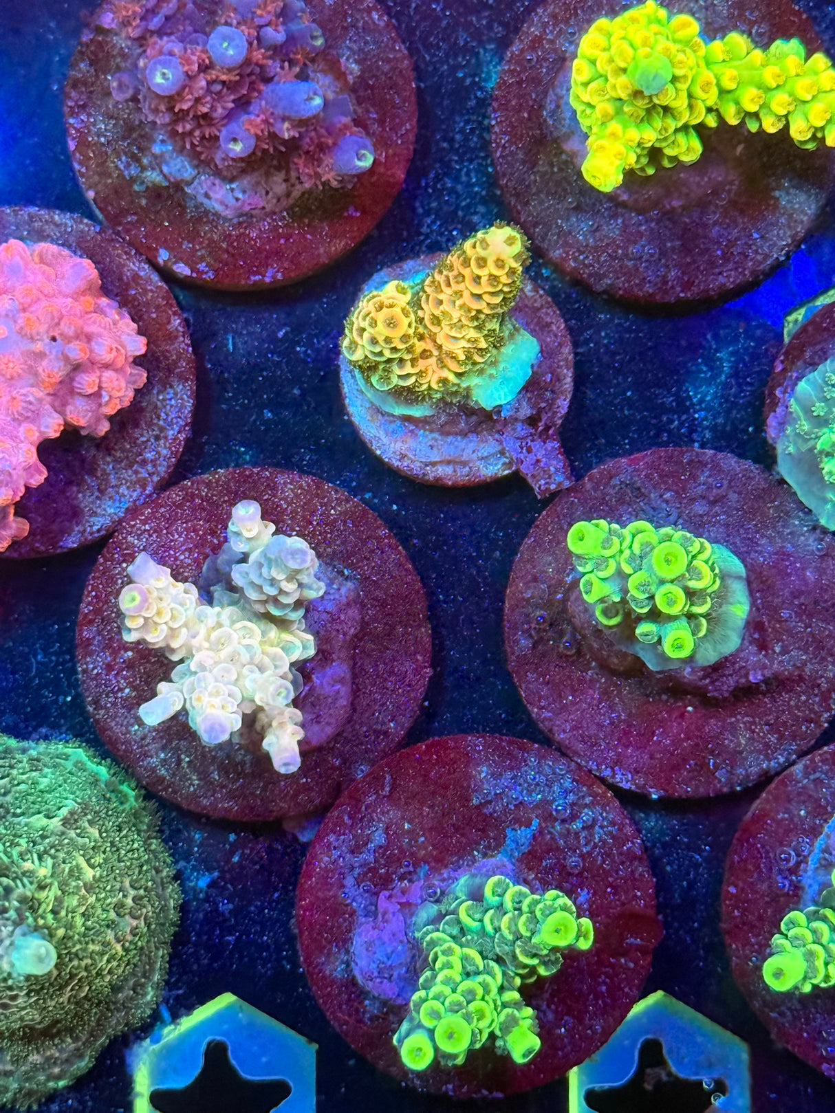 Assorted Acropora Frags