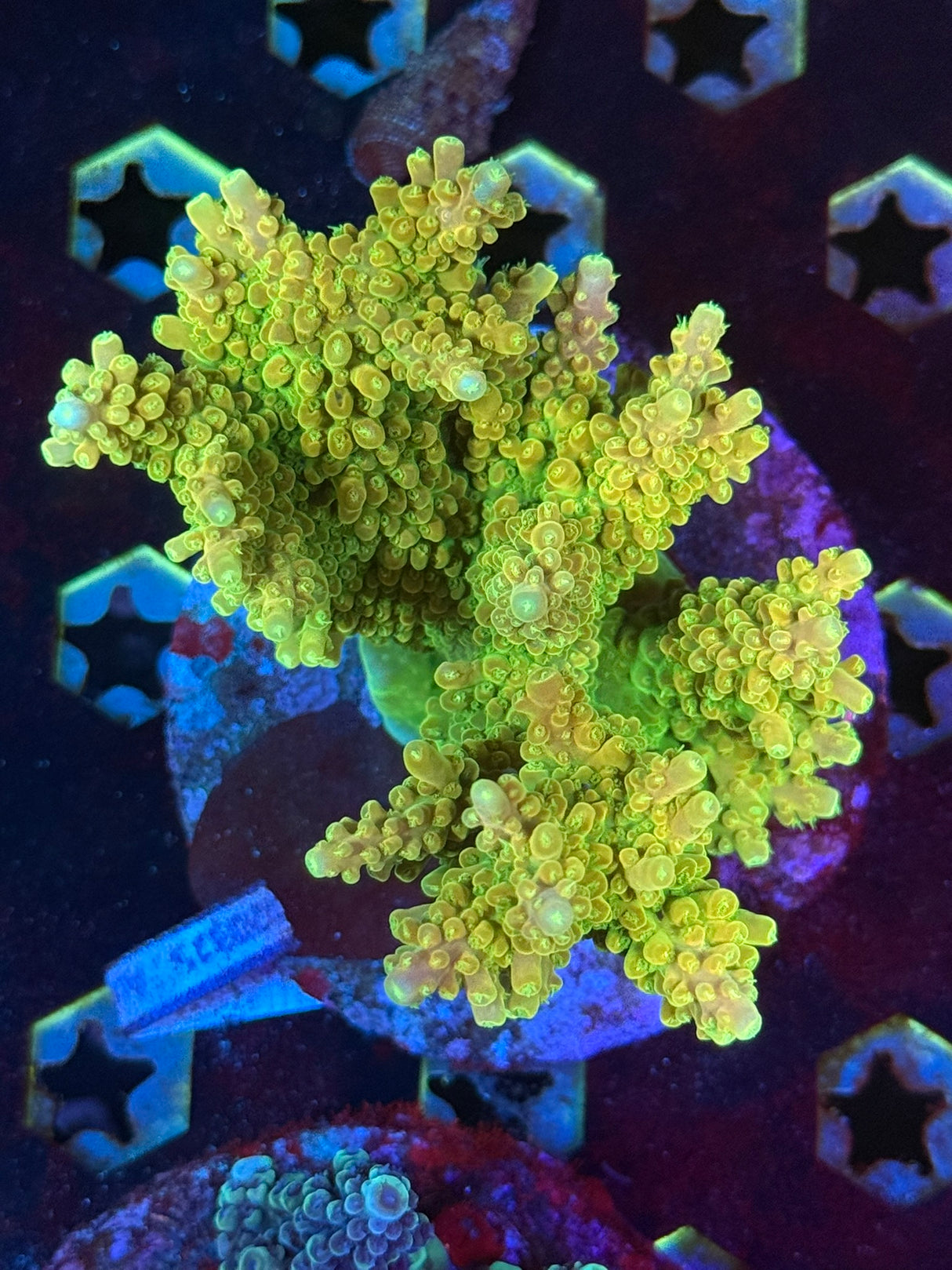 WYSIWYG Acropora