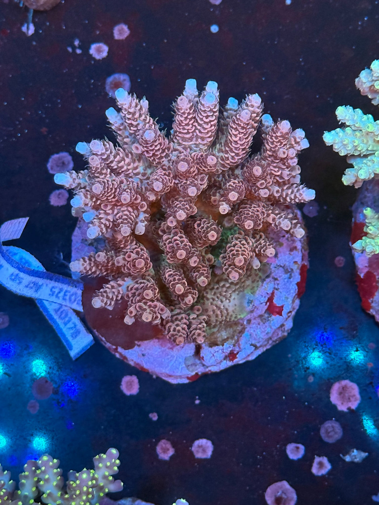 WYSIWYG Acropora