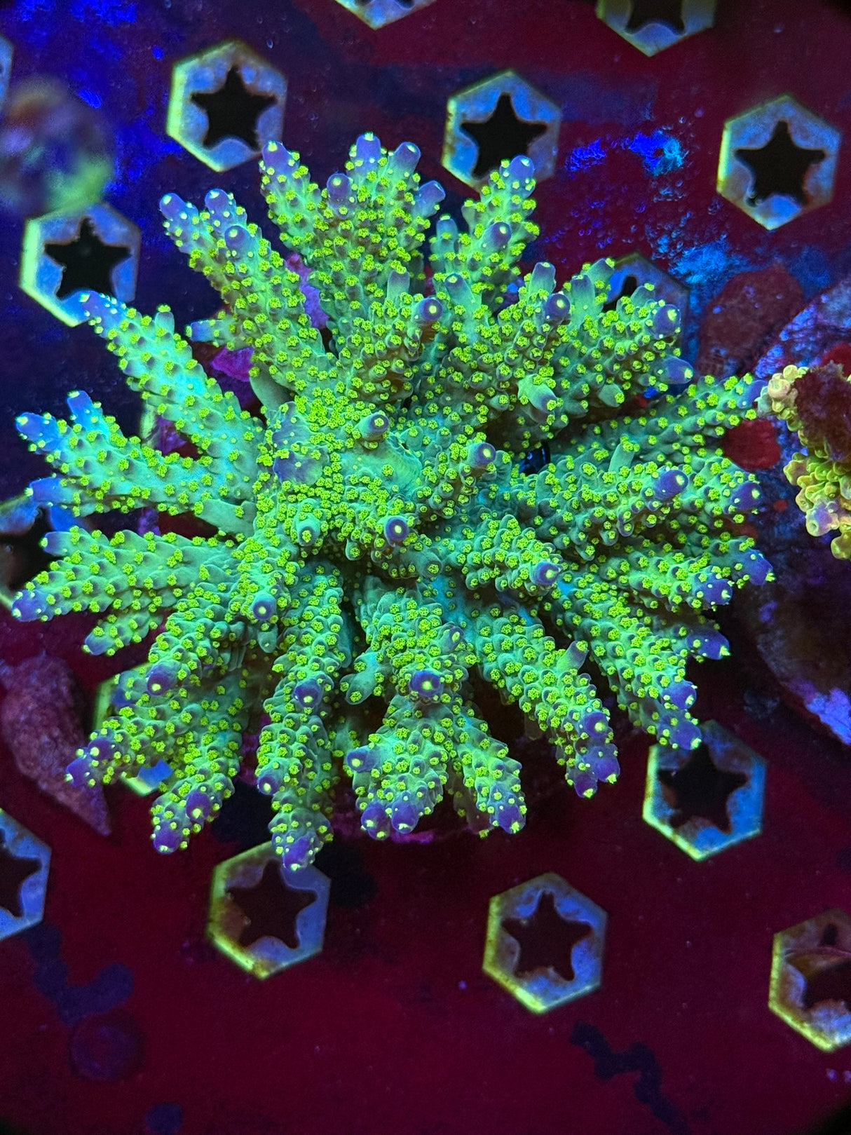 WYSIWYG Acropora