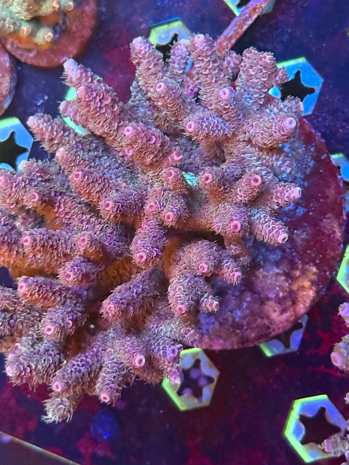 WYSIWYG Acropora