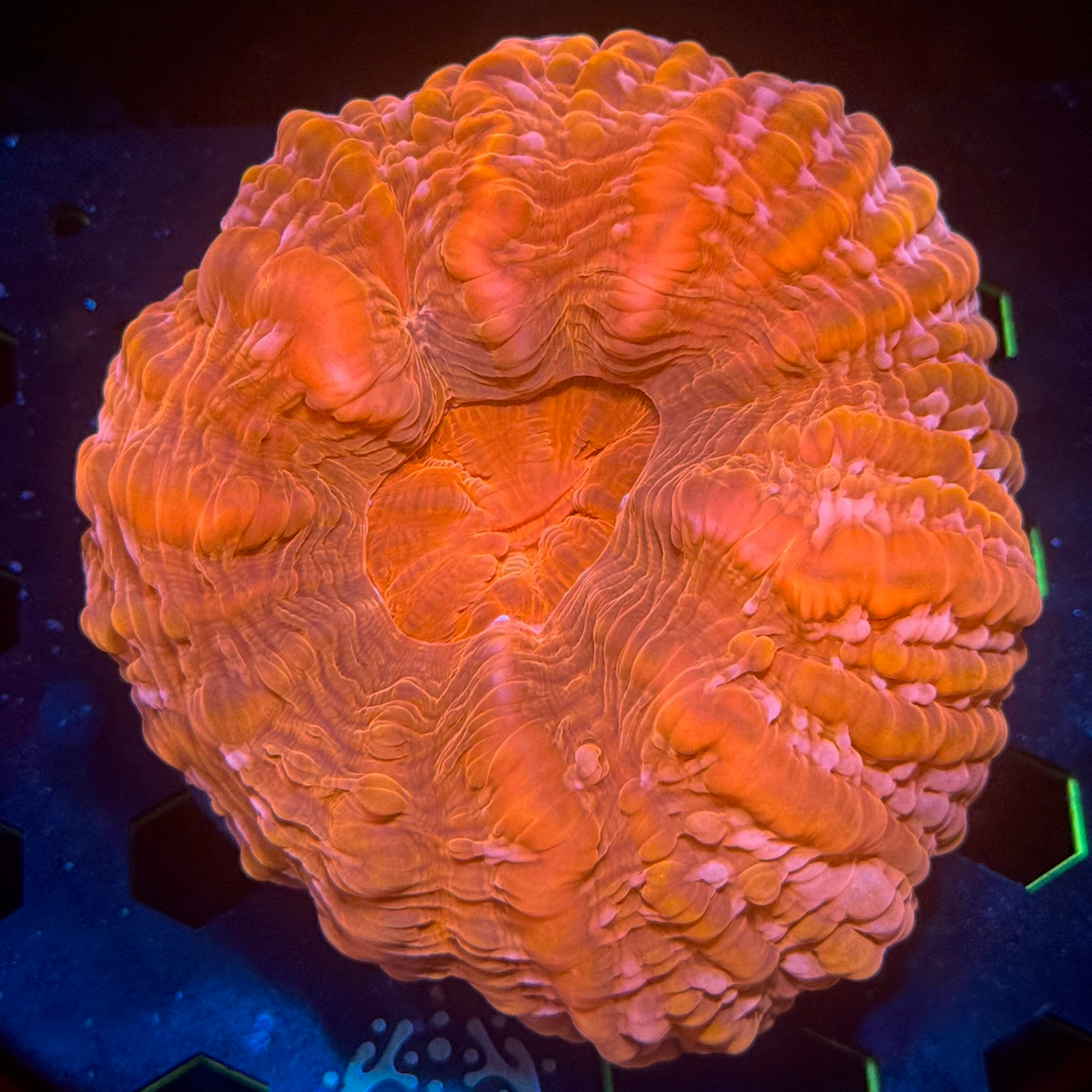 WYSIWYG Vivid Meat Coral (Acanthophyllia)