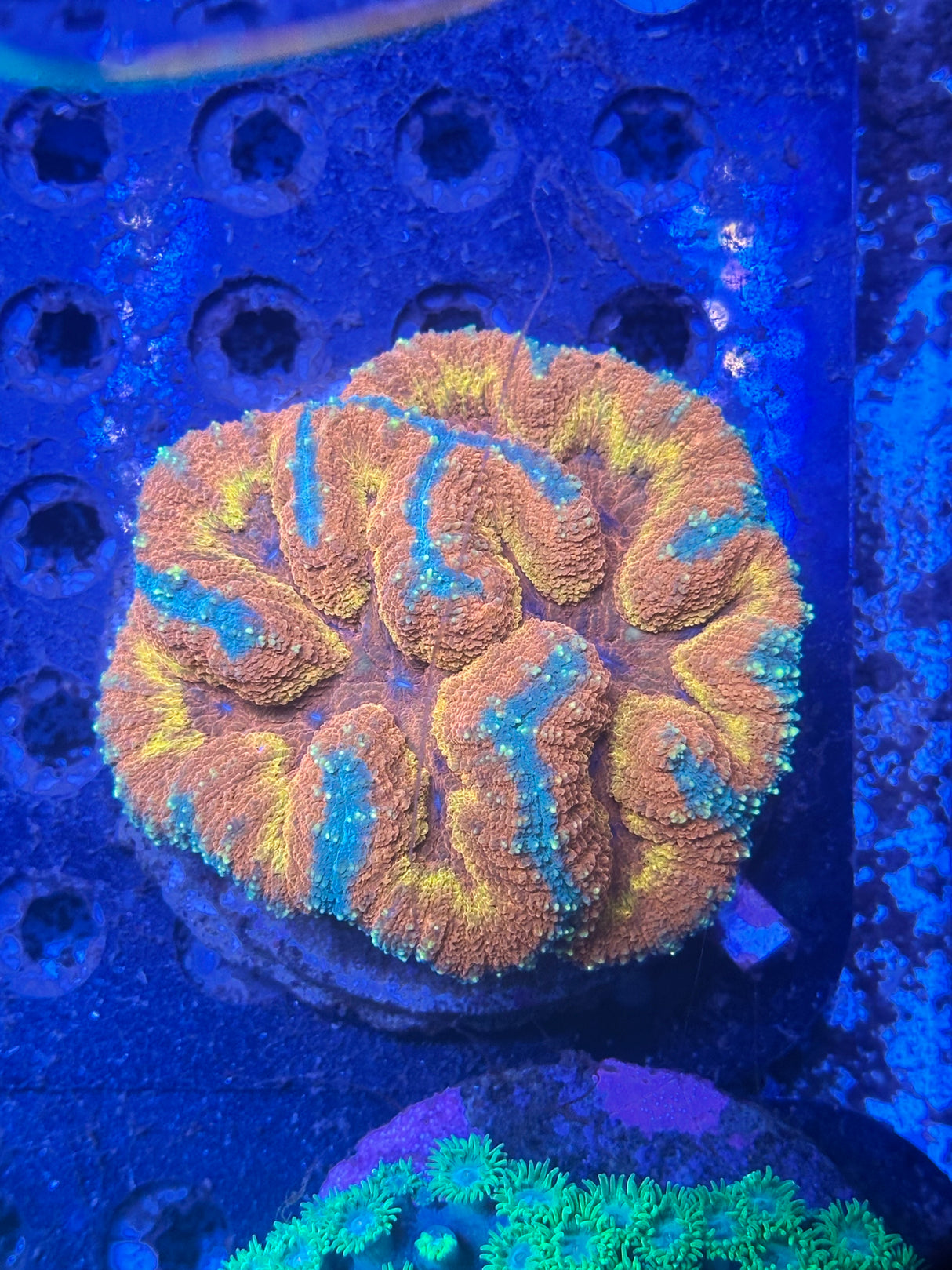 WYSIWYG Lobophyllia