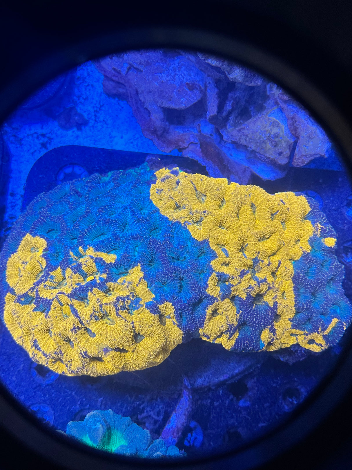 WYSIWYG Blue Orange Favites