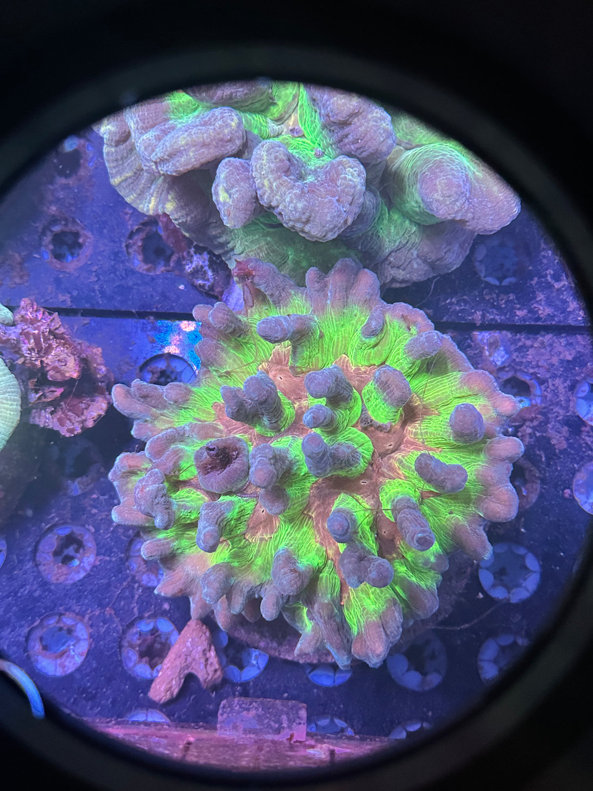 WYSIWYG Rainbow Pectinia