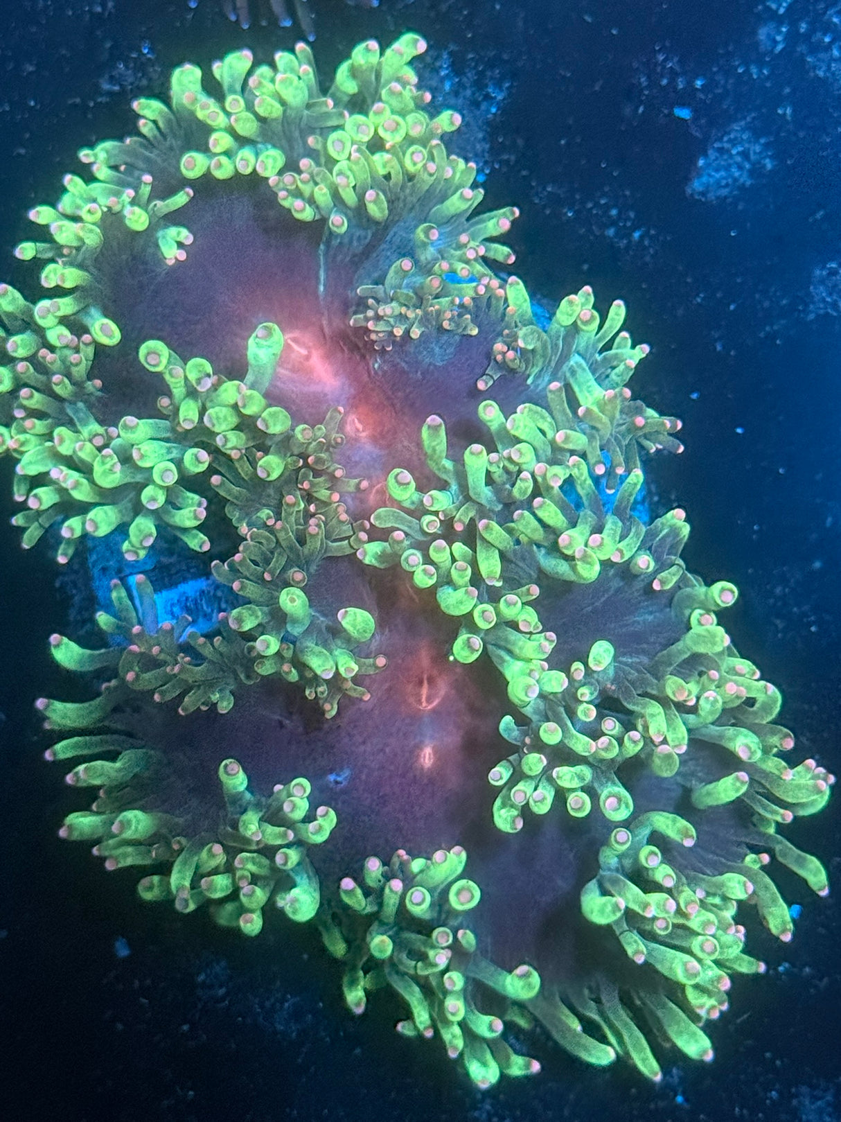WYSIWYG Elegance coral