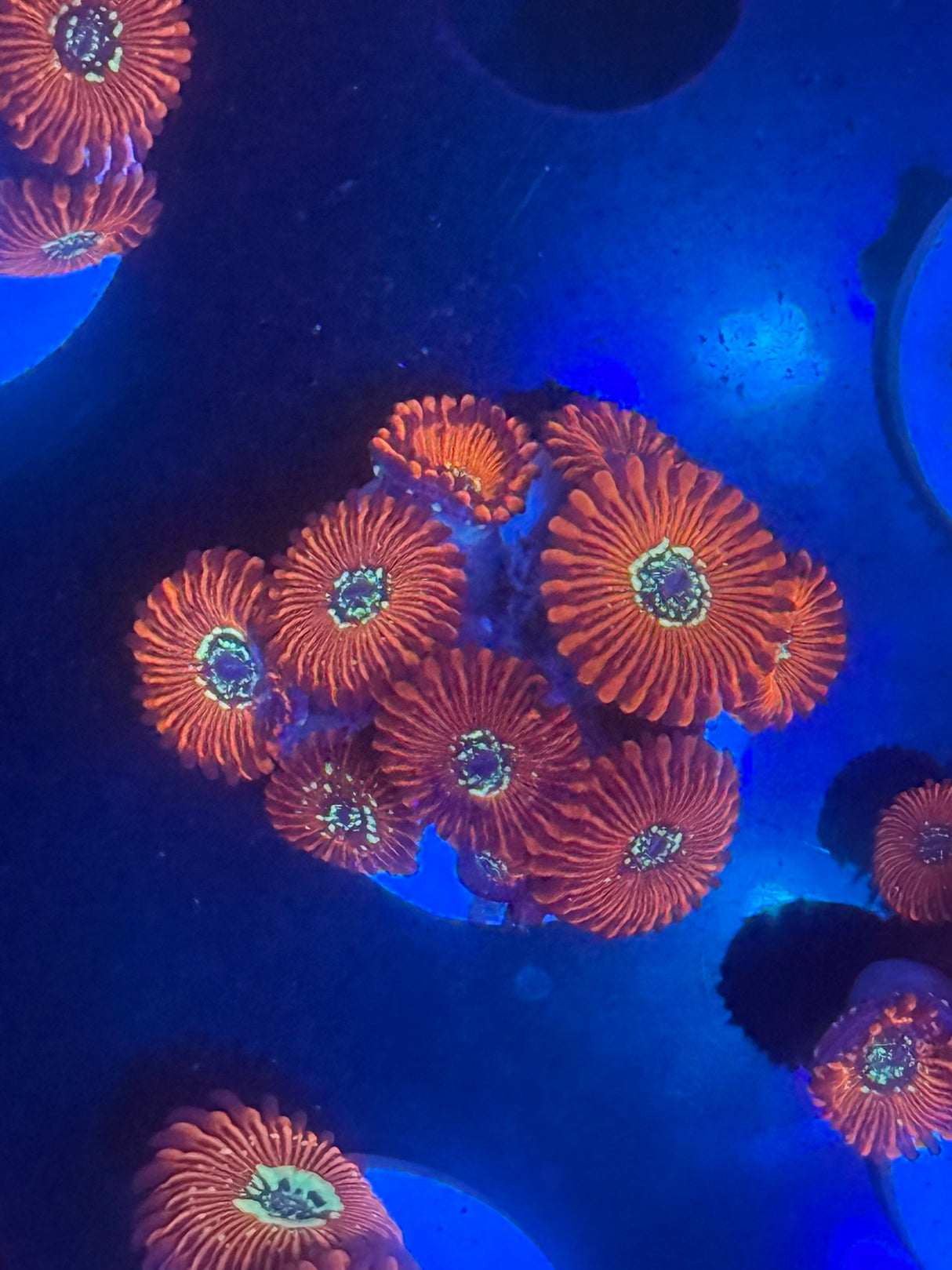 Magician zoa