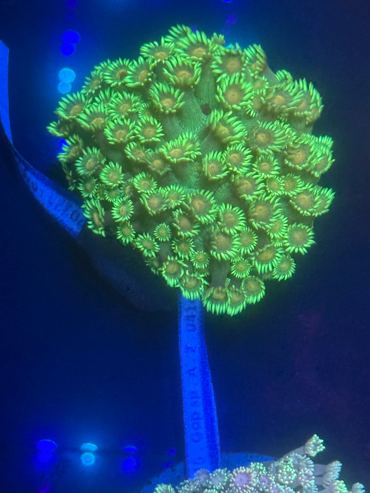 WYSIWYG Gonipora