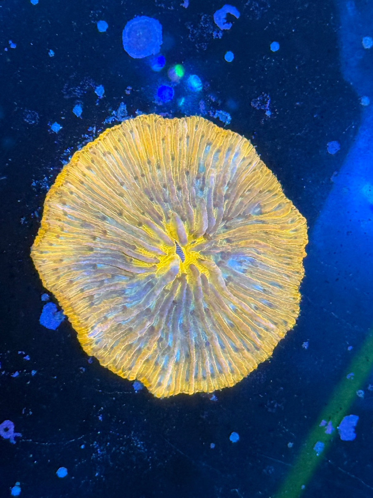 WYSIWYG Plate Coral