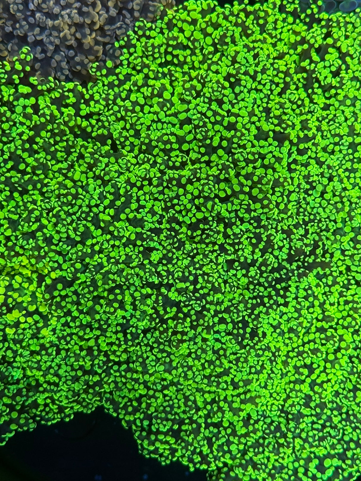 Frogspawn
