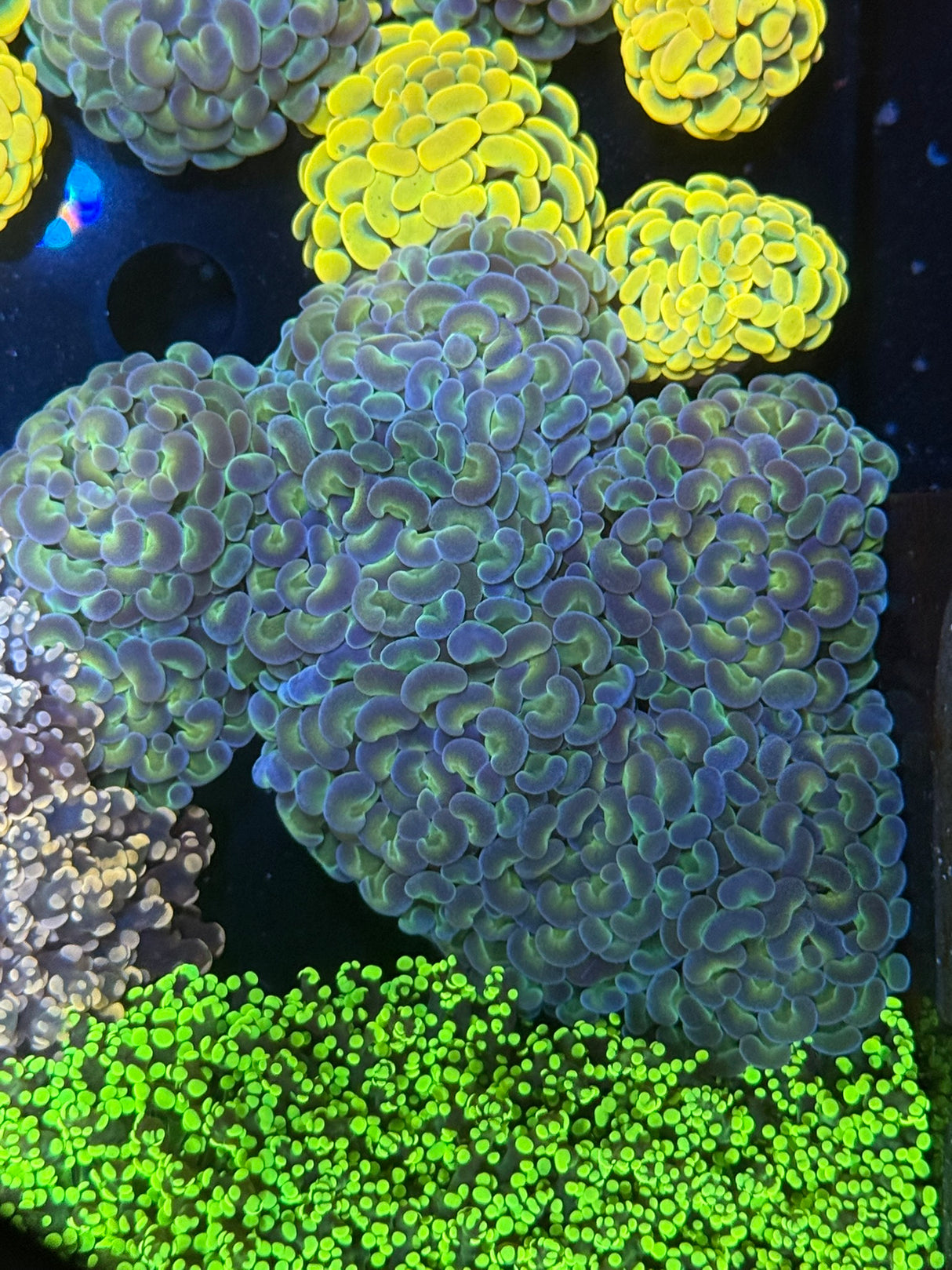 Hammer
