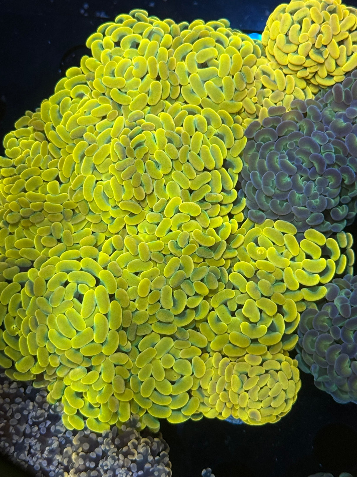 Yellow Hammer