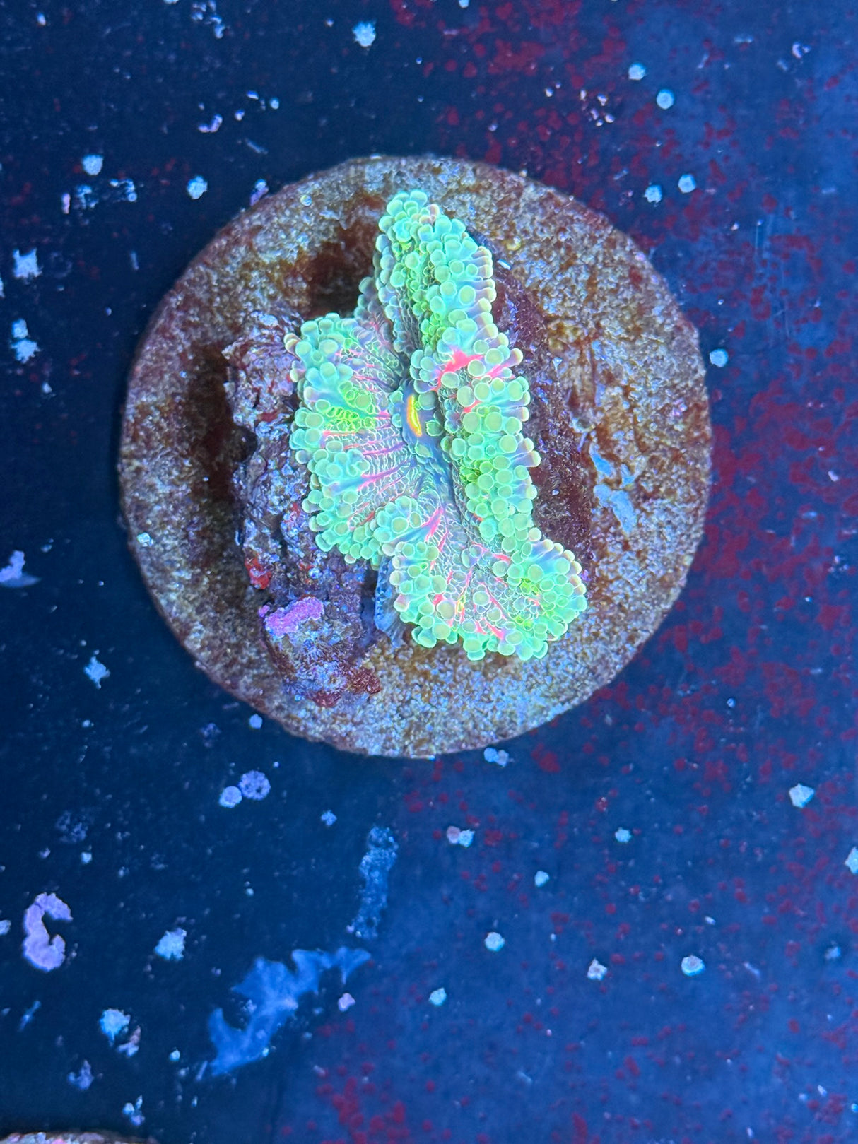 WYSIWYG Yuma Mushroom