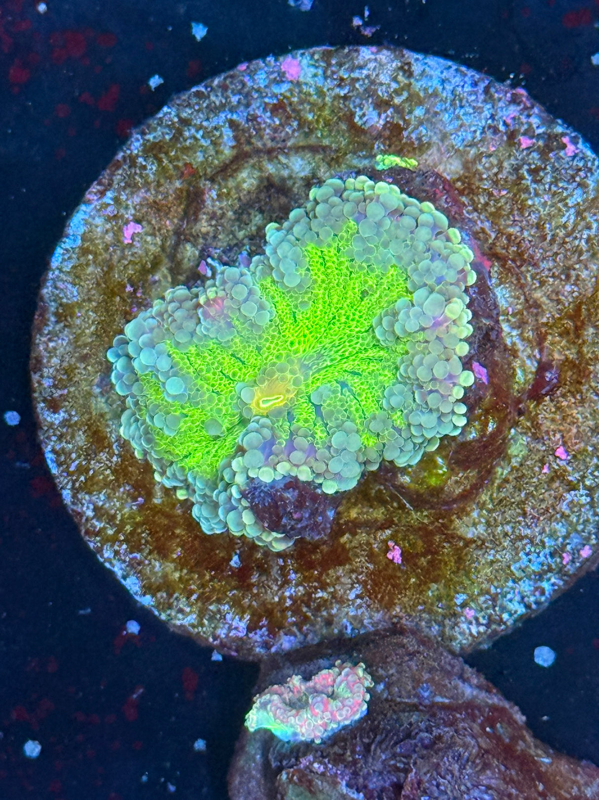 WYSIWYG yuma mushroom