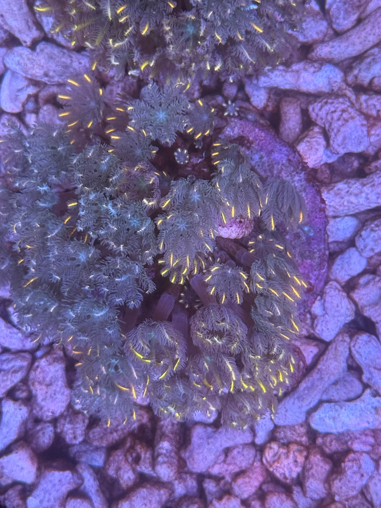 Clove polyps