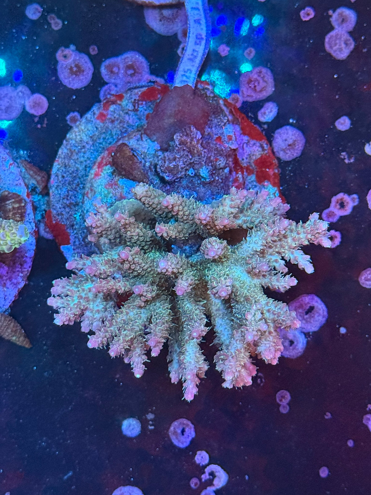 WYSIWYG Acropora
