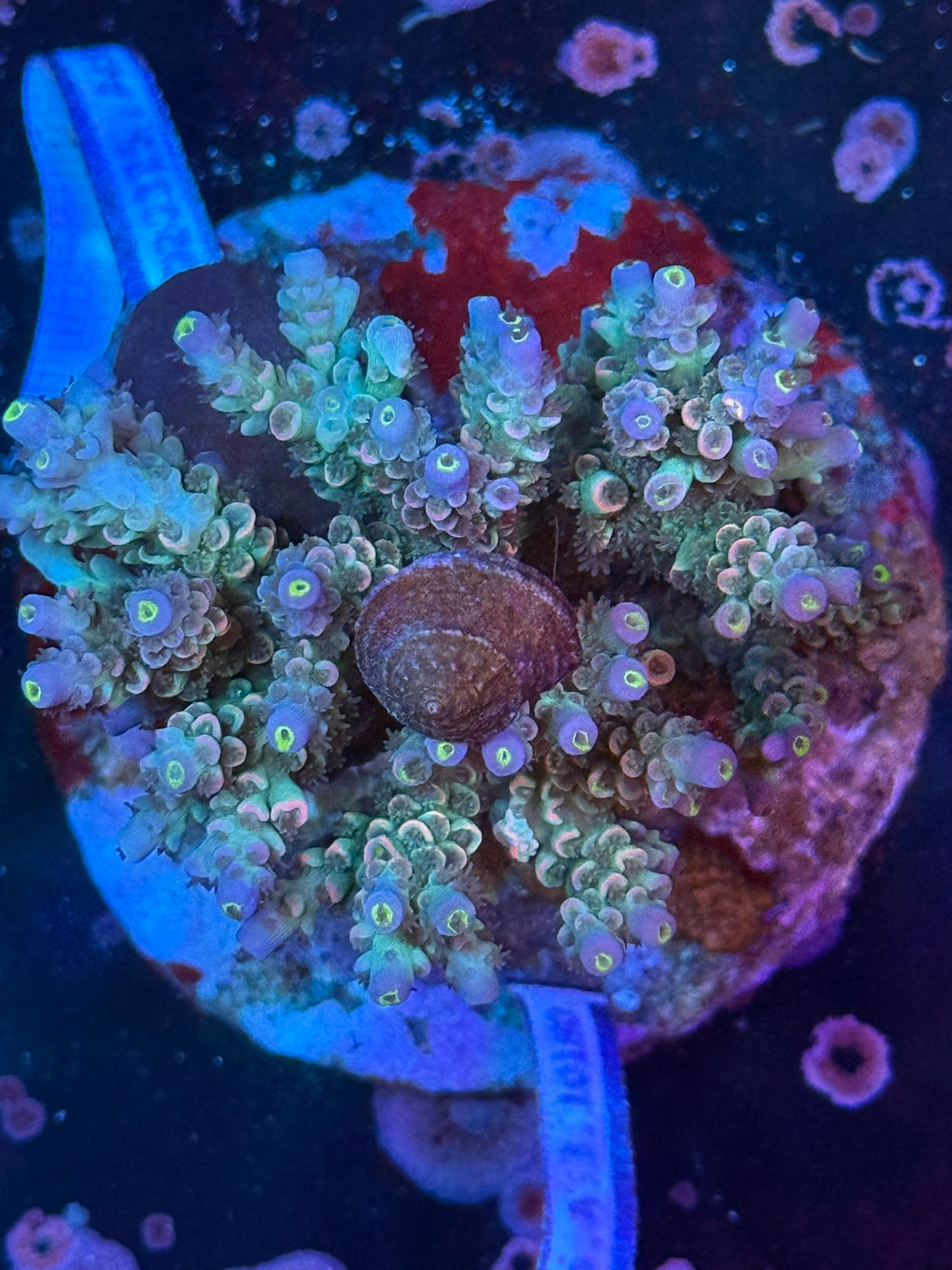 WYSIWYG Acropora