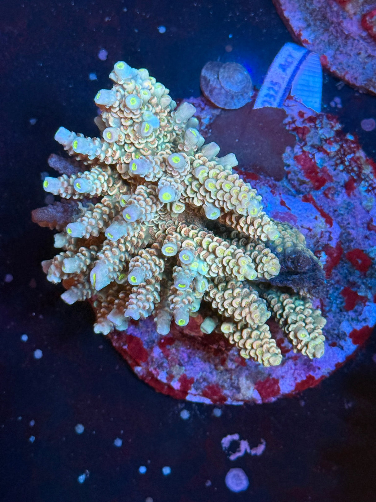 WYSIWYG Acropora