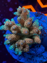 Custom Trace System, a Personalized Supplement for Reef Aquariums created from ICP Test Results