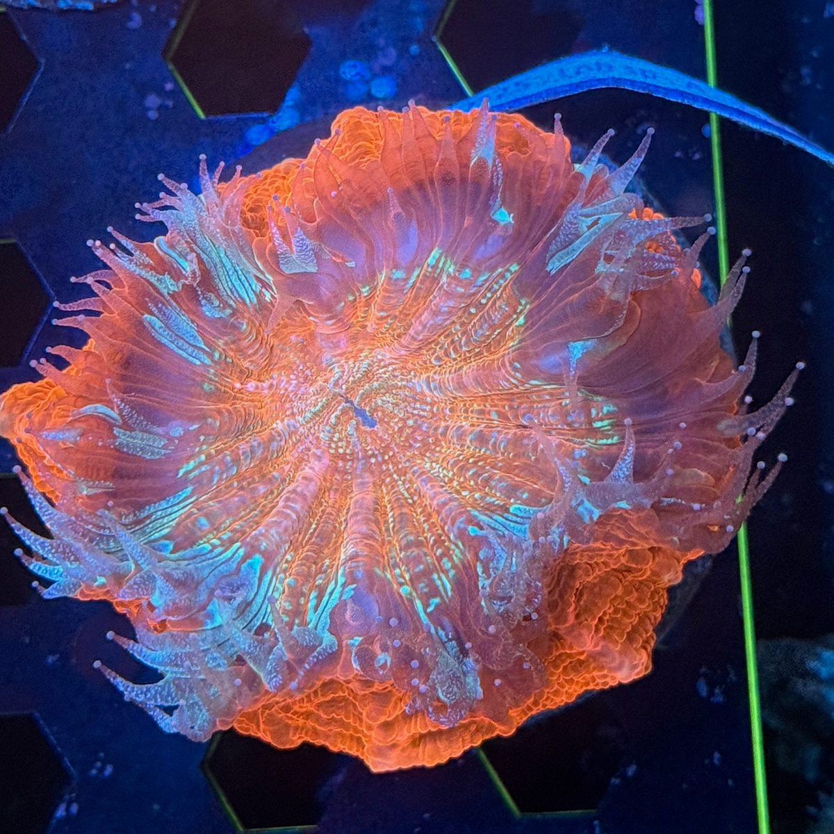 WYSIWYG Pink Meat Coral