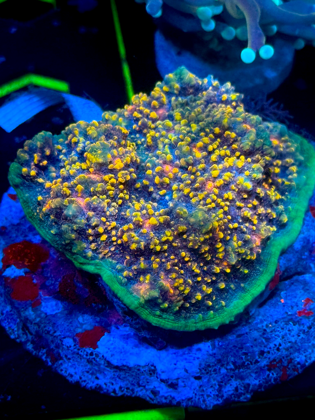 WYSIWYG Chalice Coral
