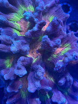 Rainbow Pectinia