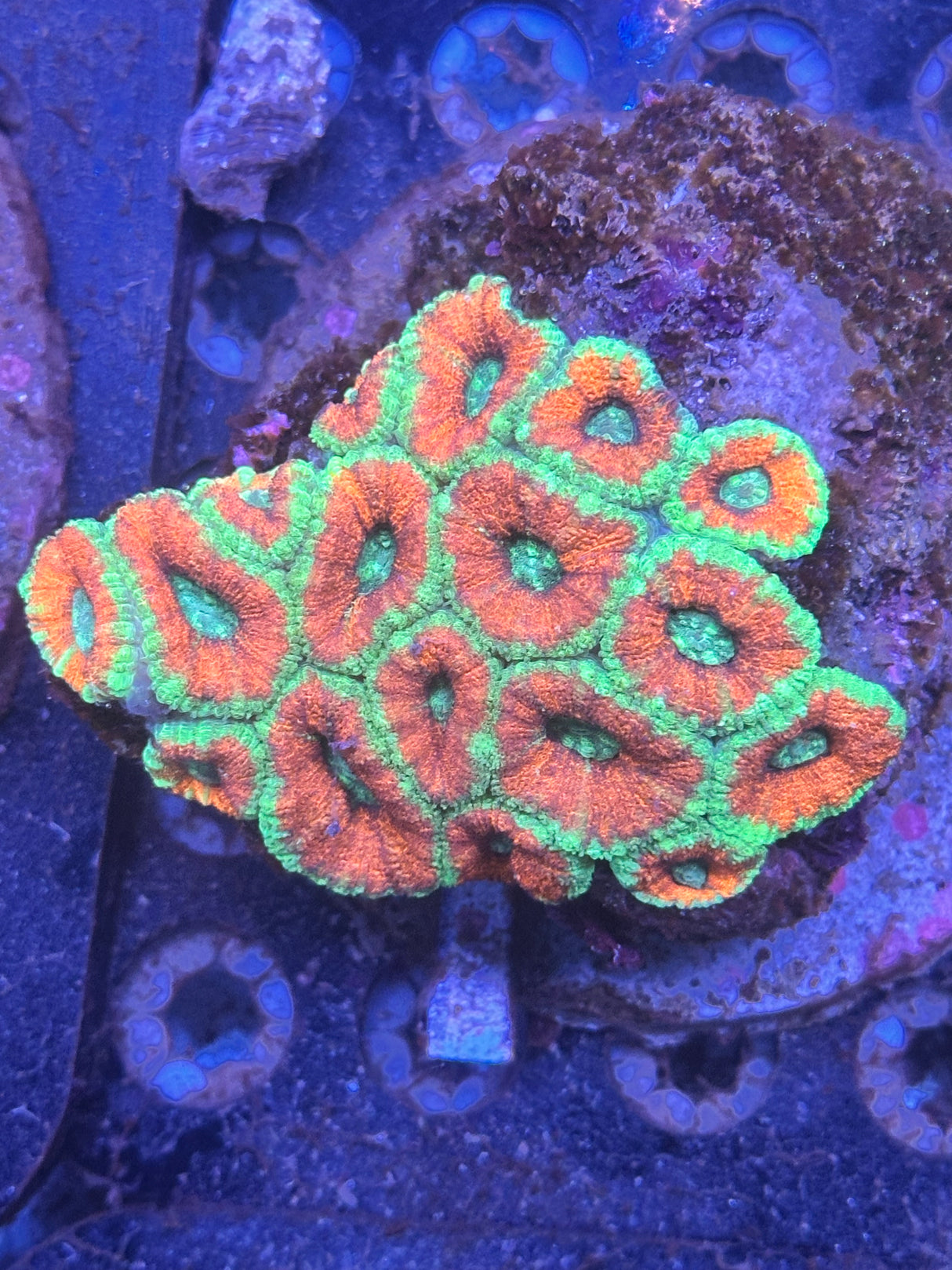 WYSIWYG Acanthastrea