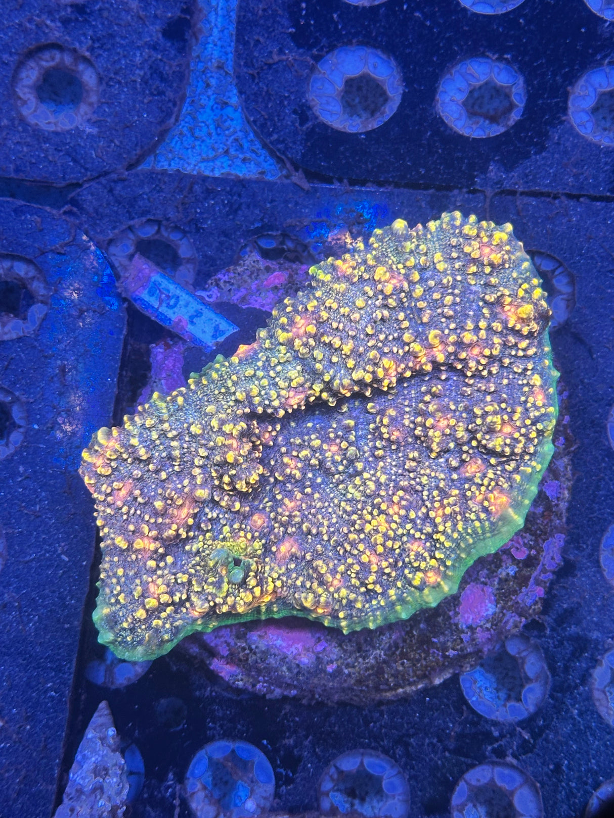 WYSIWYG Chalice Coral