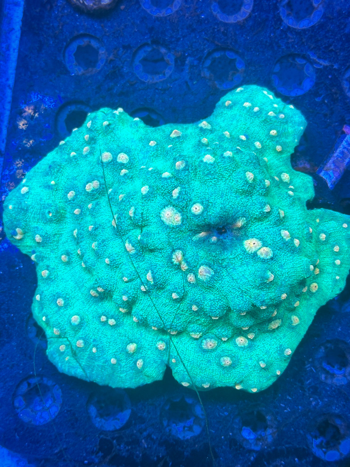 WYSIWYG Favites Coral