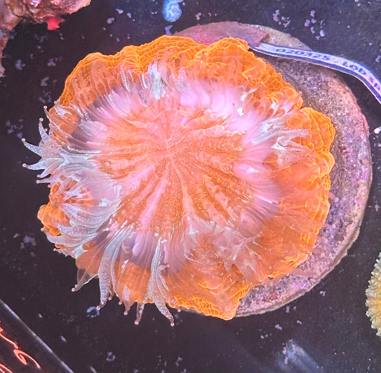 WYSIWYG Pink Meat Coral