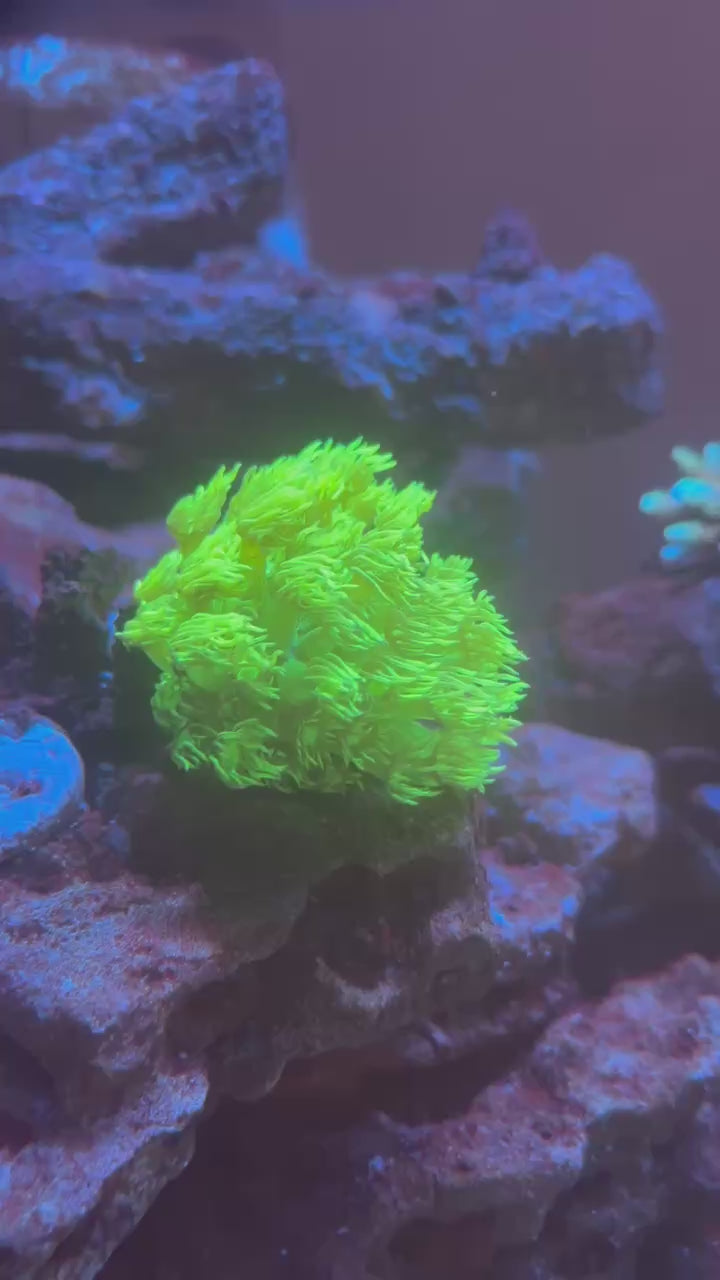 Aminos Plus, Essential Amino Acids and Vitamins for Coral Growth